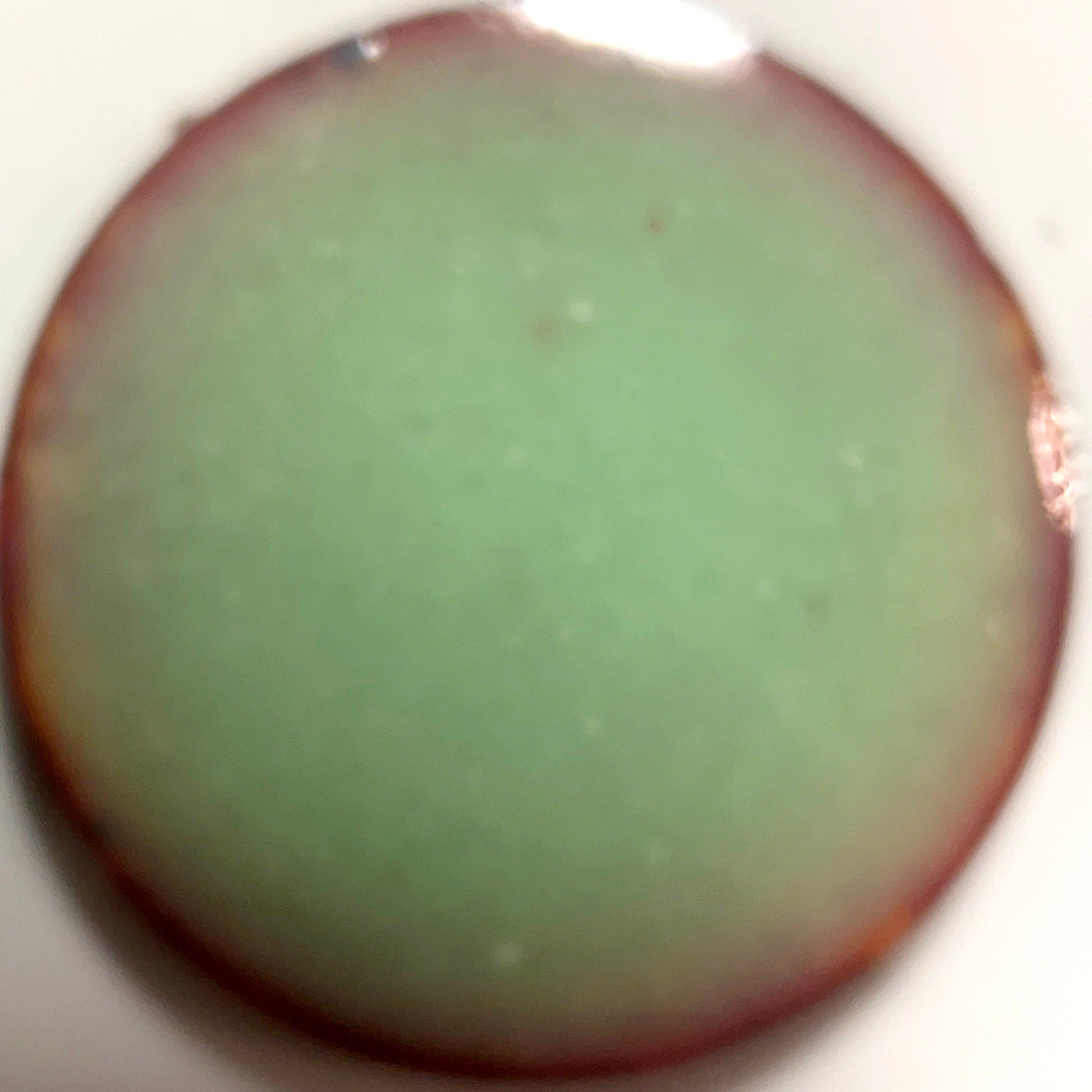 Pearly's Enamel Powder No. 465 Opaque Light Pale Green 3oz. (85gr.) Great for torch/kiln/Cloisonné and Wet Packing Enameling
